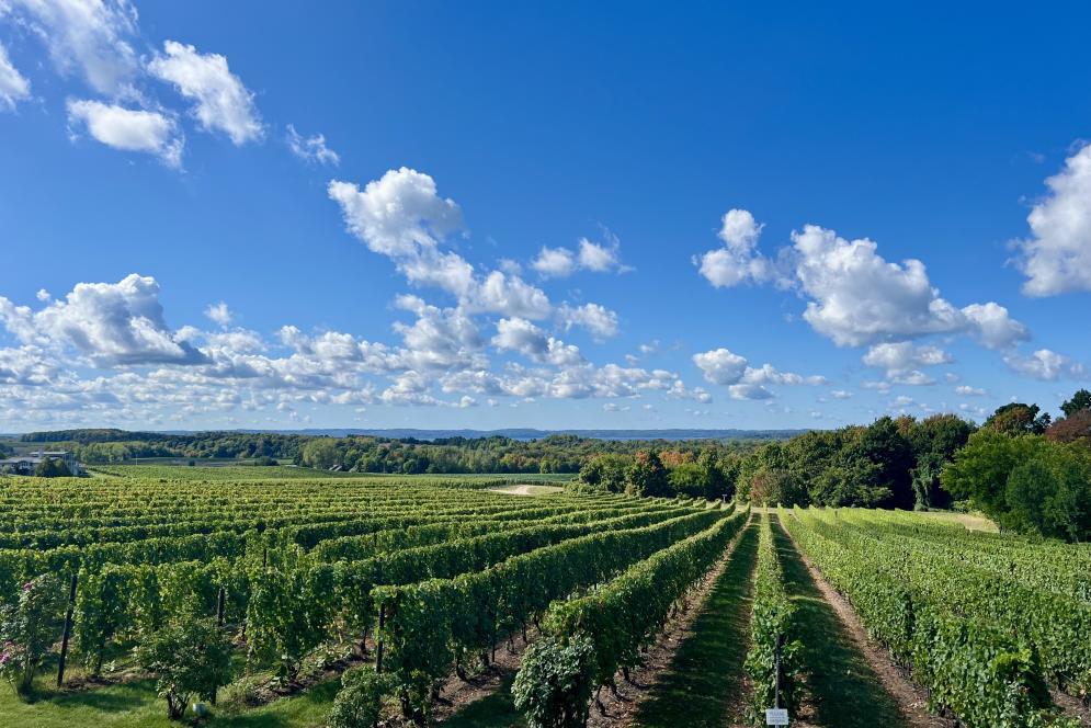 Chateau Grand Traverse overlook